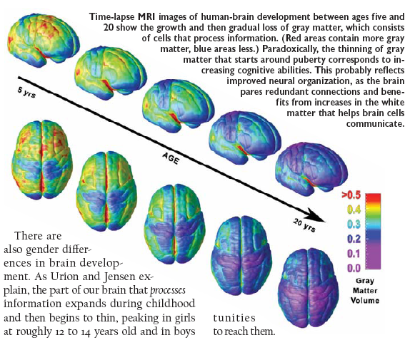 Culture on the Teen Brain  Neuroanthropology