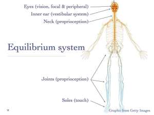 Sensory input to equilibrium system
